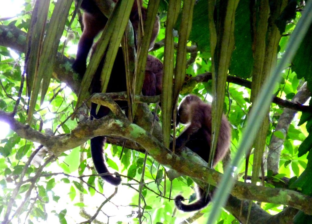 Brown capuchin monkeys hide in the branches - photo by E. Jurus