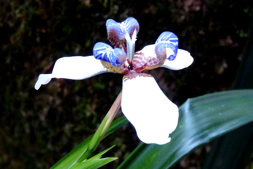 The lovely and fleeting bloom of the Walking Iris, Peruvian cloud forest - photo by E. Jurus
